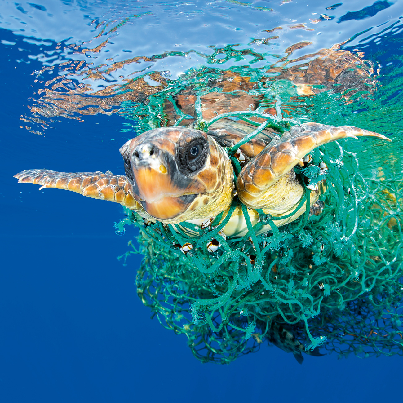 Oris-x-Bracenet_ghost-net-mood_Francis-Perez-1